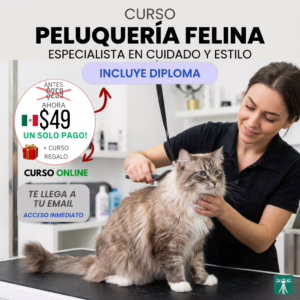 Peluquería Felina como Negocio: Genera Ingresos Rápidos